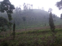 Surga yang tersembunyi di lereng g.Ungaran