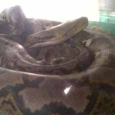 Ular yang Ditangkap Warga Diduga Jadi-jadian