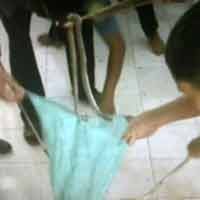 Tuntut Keadilan, M Amin Lepas Ratusan Ular Berbisa di Kantor Pengadilan