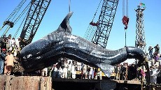 Wow! Ikan Raksasa Sepanjang 10 Meter Ditemukan di Pakistan