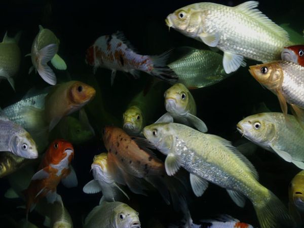 Ekspor Ikan Hias di 2012 Masih Cantik