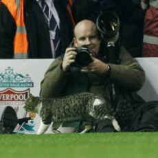 Kucing Penyusup di Anfield Beken di Twitter