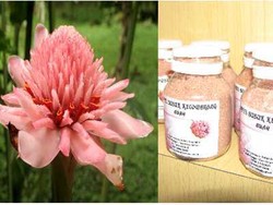  Pengawet Alami dari si Cantik Kecombrang