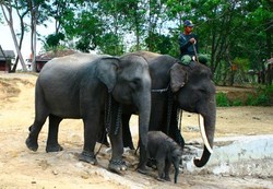 Ketika Gajah Jadi Pendamping Pengantin
