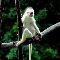 Kera yang Mengamuk dan Lukai 20 Warga Sidoarjo Diduga Stres