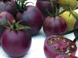 Tomat Ungu, Cantik dan Sarat Antioksidan