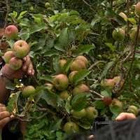 Siap-siap! Maret Harga Buah Impor Naik Rp 5.000/Kg