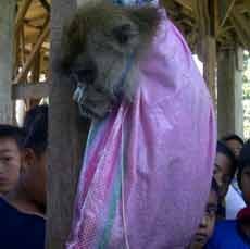 Satu Kera Diduga Telah Meresahkan Warga Berhasil Ditangkap