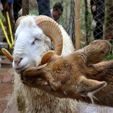 Aiih... Domba & Rusa Dinikahkan di Kebun Binatang China  Aiih... Domba & Rusa Dinikahkan di Kebun Binatang China