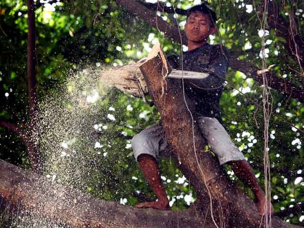 Pohon Rawan Tumbang Ditebangi