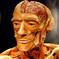 Meninggal, Diawetkan, Lalu Dipamerkan, Mau?