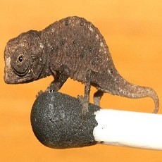 Aiiih... Bunglon Mini Ditemukan di Madagaskar