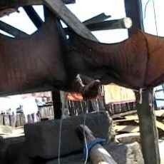 Kelelawar Sepanjang 1 Meter Hebohkan Warga Pasuruan