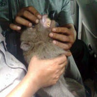 Kera Penyerang Warga di Sidoarjo Sakit Diare