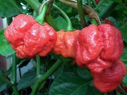 Inilah Trinidad Moruga Scorpion, Cabai Terpedas Spesies Baru!
