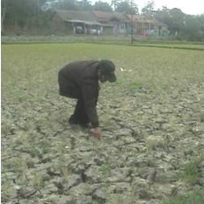 Revisi UU Pangan Dianggap Pro Impor