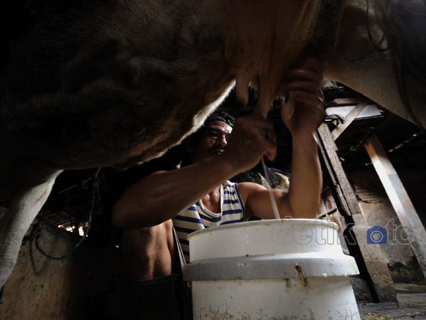 Produksi Susu Segar Lokal Stagnan