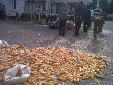 Harga Jagung Anjlok, Ratusan Petani Sumut Desak Penghapusan Impor