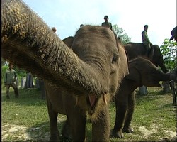 Perlindungan terakhir flora dan fauna di provinsi Riau, apal