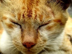 Seorang Pria Dijerat Hukum Karena Berniat Makan Kucing