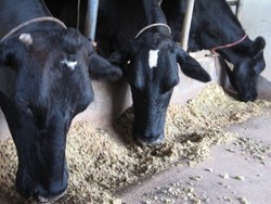 Agri-Bisnis Raksasa Thailand Bangun Peternakan Hewan halal