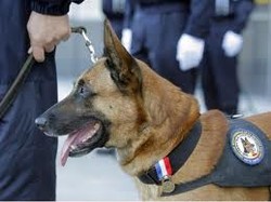 Duh! Dalam Sebulan, 26 Warga Jakut Digigit Anjing