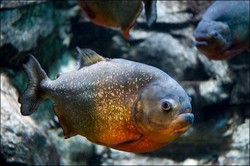Aduh! Piranha Serang Turis di Brasil