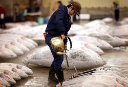 Ini Dia Pasar Ikan Terbesar di Dunia