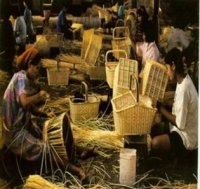 3 Menteri Bawa Investor, Serbu Lumbung Rotan & Kakao 