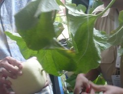 BBM untuk Mobil dari Daun Buatan 