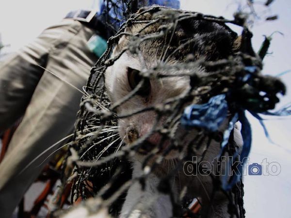 Cegah Rabies, Kucing Liar Ditangkap Cegah Rabies, Kucing Liar Ditangkap