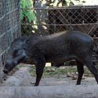 Pengelola KBS Berharap Misteri Kematian Celeng Goteng Terungkap