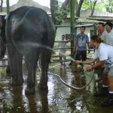 Masyarakat di Surabaya Ramai-ramai Mandikan Gajah KBS