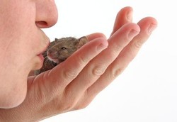 Ini Alasan Kenapa Nggak Boleh Cium Tikus Peliharaan