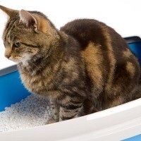 Waspada Kotoran Kucing