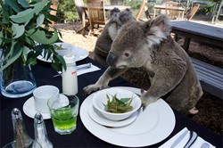 Lucu! Sarapan Bersama Koala di Sydney