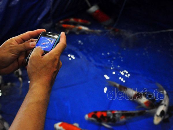 Berburu Koi Penghilang Stres