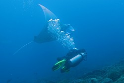 Menyelam Bersama Ikan Pari, Kunjungi 6 Lokasi Ini
