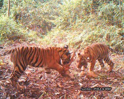 Jejak Terakhir Si Raja Rimba