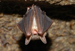 Ilmuwan Temukan Flu Kelelawar yang Bisa Jadi Ancaman Manusia