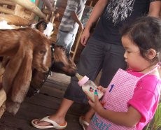 Asyiknya Berpetualang di Lactasari Farm