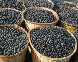 Pro-Kontra Acai Berry Sebagai Suplemen Pelangsing Tubuh 