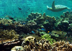 Aha! Inilah 5 Spot Diving Terbaik di Dunia