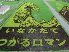 Simlabim! Sawah Disulap Jadi Lukisan di Jepang