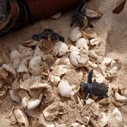 Pulau Sangalaki, Saksi Sebuah Kehidupan Bayi Penyu