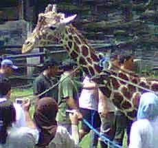 Kliwon, Jerapah KBS Akhirnya Mati