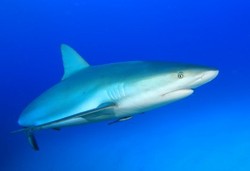 Racun dalam Sirip Ikan Hiu Bisa Bikin Cepat Pikun