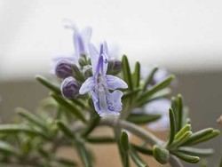 Ternyata Rosemary Dapat Menambah Kinerja Otak