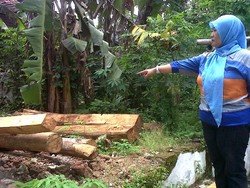 Meski Sudah Dipulangkan, Warga yang Dituduh Curi Kayu Pinus Masih Shock 