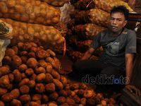 Digempur Kentang Impor, Petani Lokal Kian Resah